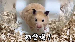 ハムスター① mqdefault.jpg