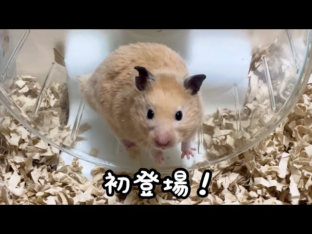 初登場のハムスター！ - YouTube