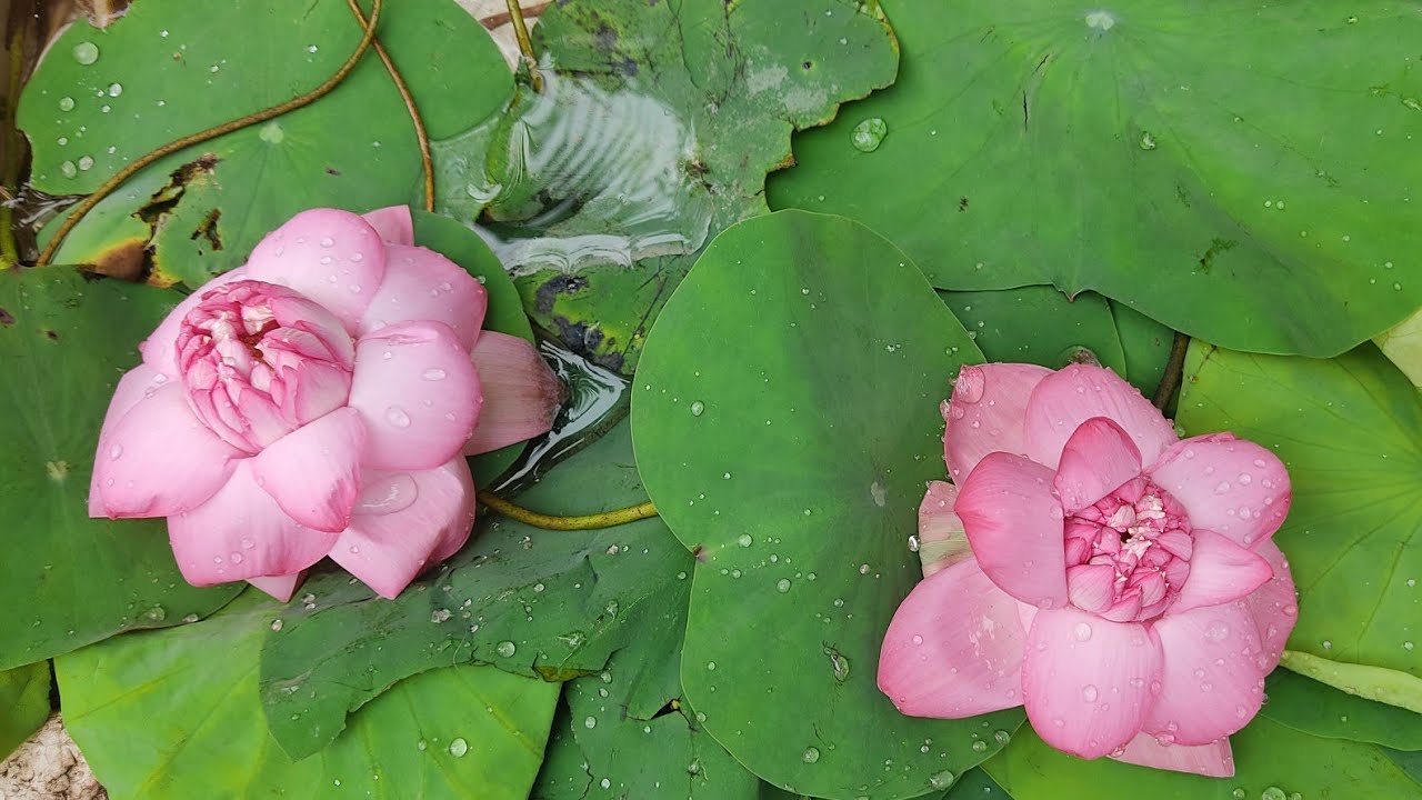 Flower Plants Market In Kolkata Lotus Cheery Goldenmoneyplant Ficus Fittonia Mandevilla YouTube
