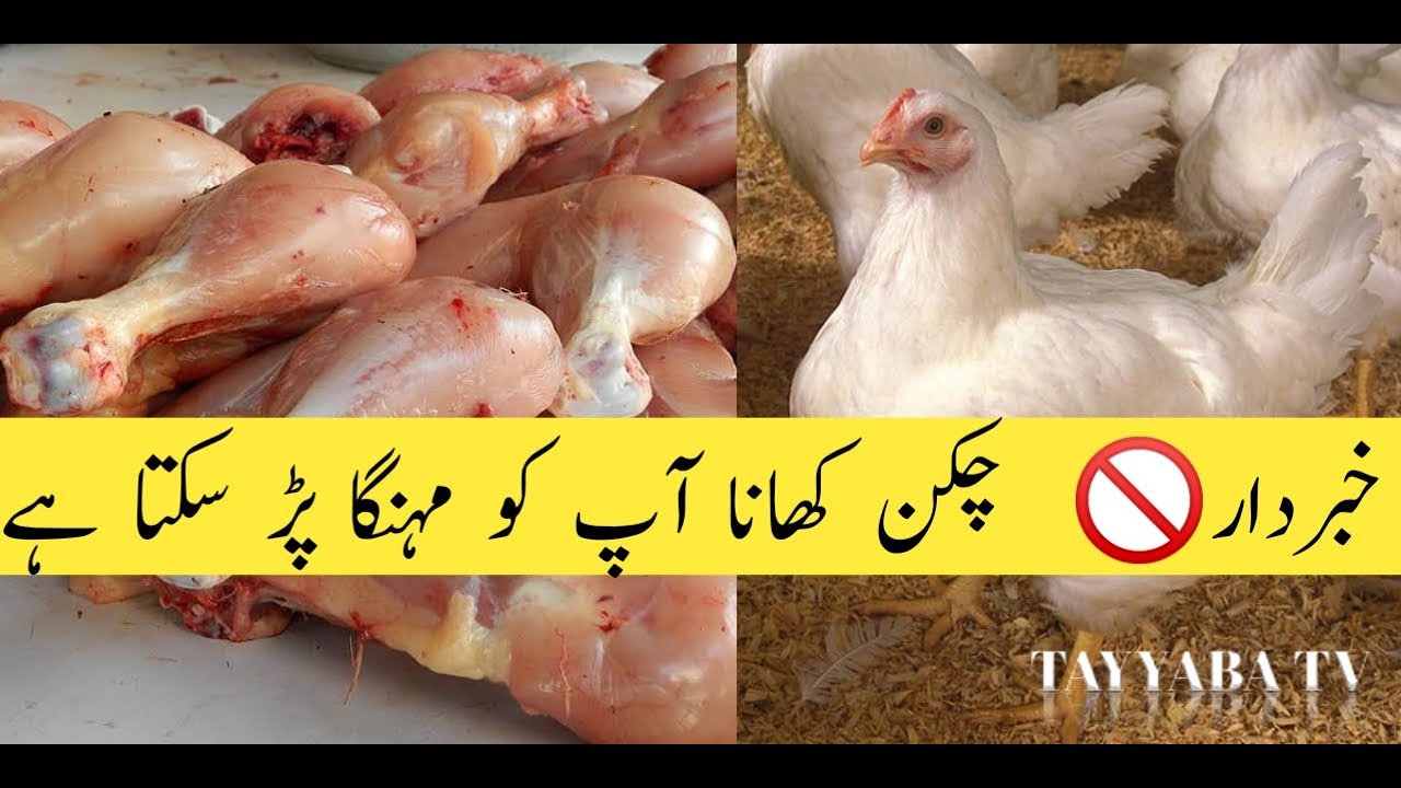 Broiler chicken side effects Chicken is harmful for healthBroiler