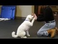 What a Great Dog! Training Center What a Great Dog! Training Center