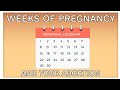 Weeks of pregnancy gestation and your abortion options  ami explains abortion