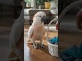Me: Stop throwing my socks! 😭🧦My cockatiel: "No."🐦😂And then he does it AGAIN! 💀#Cockatiel #FunnyPets