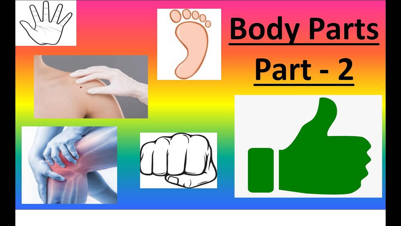 Our Body | Human Body | Body Parts | Part 2 - YouTube