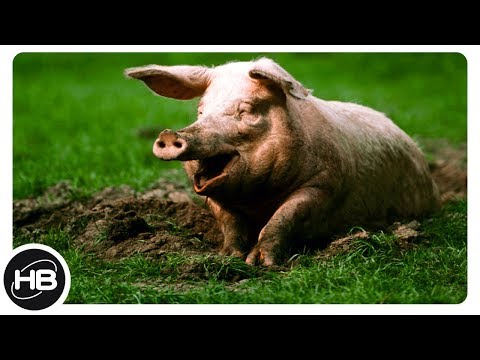 Видео: 10 фактов о пузатой свинье