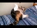 Clumsy cats falling off bed
