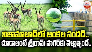 నిజామాబాద్ లో జింకల సందడి | Deer In Nizamabad | ABN Digital Exclusives