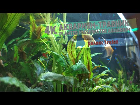 Видео: 4K РЕЛАКС АКВАРИУМ-ТРАВНИК|PLANTED FRESHWATER AQUARIUM RELAX