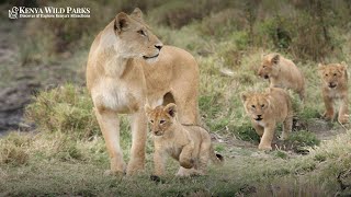 What is the term for a group of lionesses without a male lion?