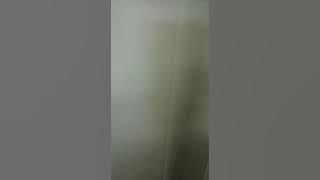 Kasus palangkakan berujung bubar persaudaraan kembar jadah