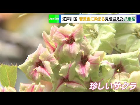 安藤幹衛　林檎の花咲く丘 安藤幹衛 林檎の花咲く丘 - メルカリ
