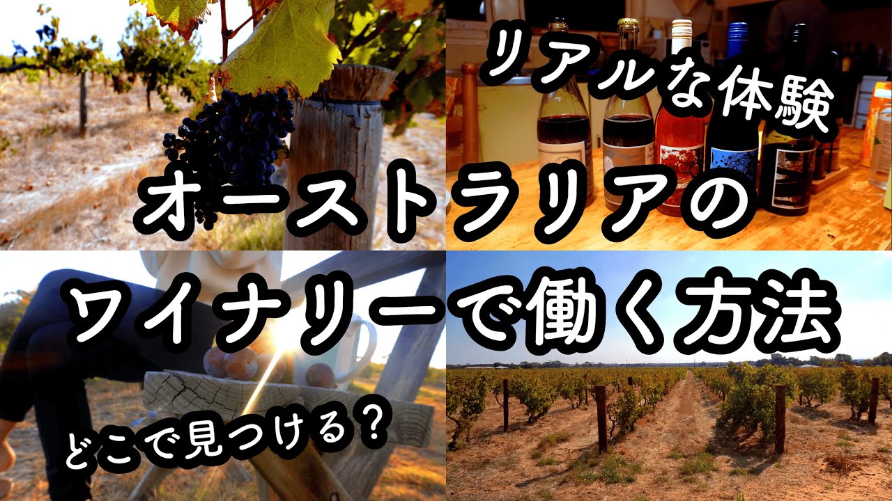 ワイン初心者の私がオーストラリアのワイナリーで働く方法🍷🇦🇺リアルな体験！【バロッサバレー】