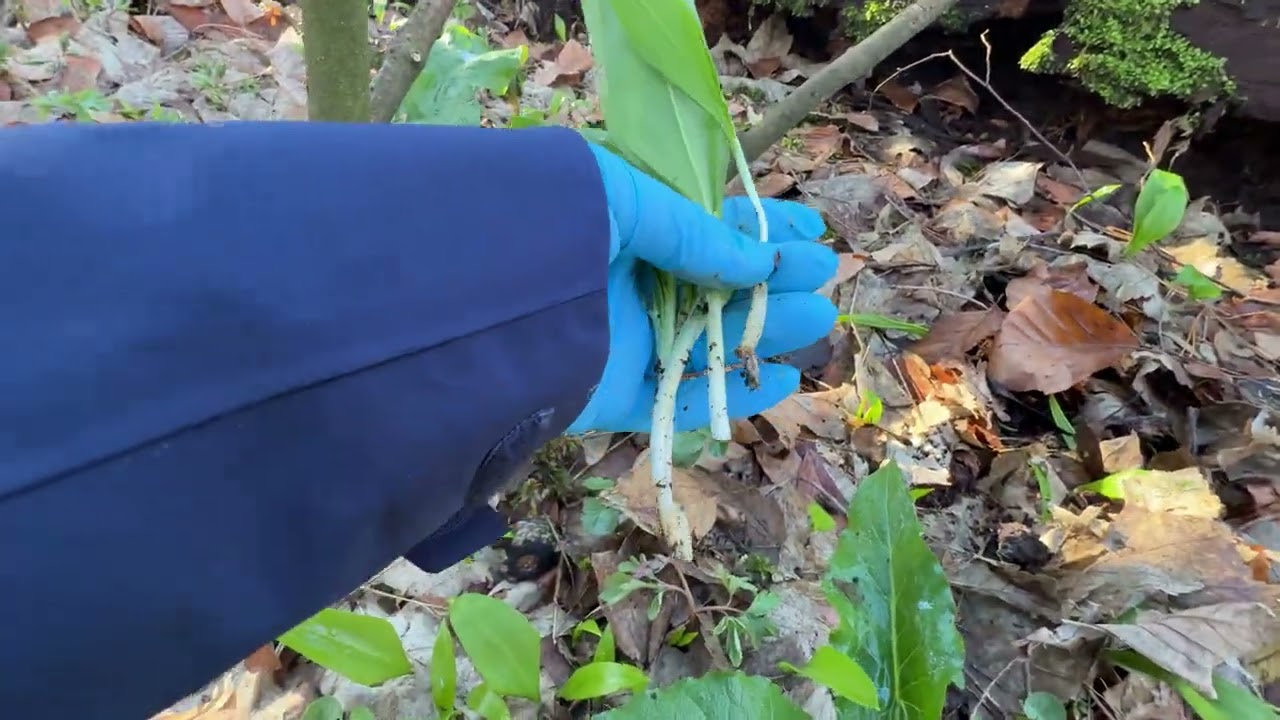 Ep.52 ฤดูกาลเก็บผักป่าเริ่มเเล้วจ้า เก็บกระเทียมป่ากันจ้าพี่น้อง ถามไถ่สารทุกข์เพื่อน พ้อคนนอนในป่า 