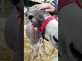 Burro cariñoso