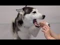 Screaming Husky dog tells off the groomer