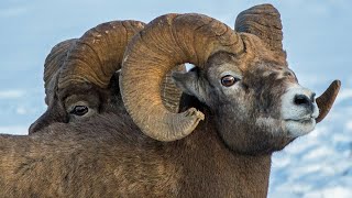Bighorn Sheep are Absolute Units