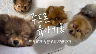 🐶 데려온 날부터 지금까지의 주드로 성장일기 | 주우재강아지, 주드로, 드로일기, 강아지키우기