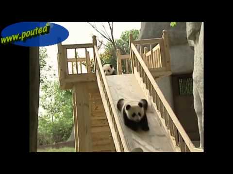 Cute pandas playing on the slide