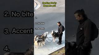Ranking Husky Moments pt2 #dogshorts #funny #husky #dog #pets #entertaininganimals