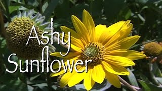 Ashy (Downy) Sunflower