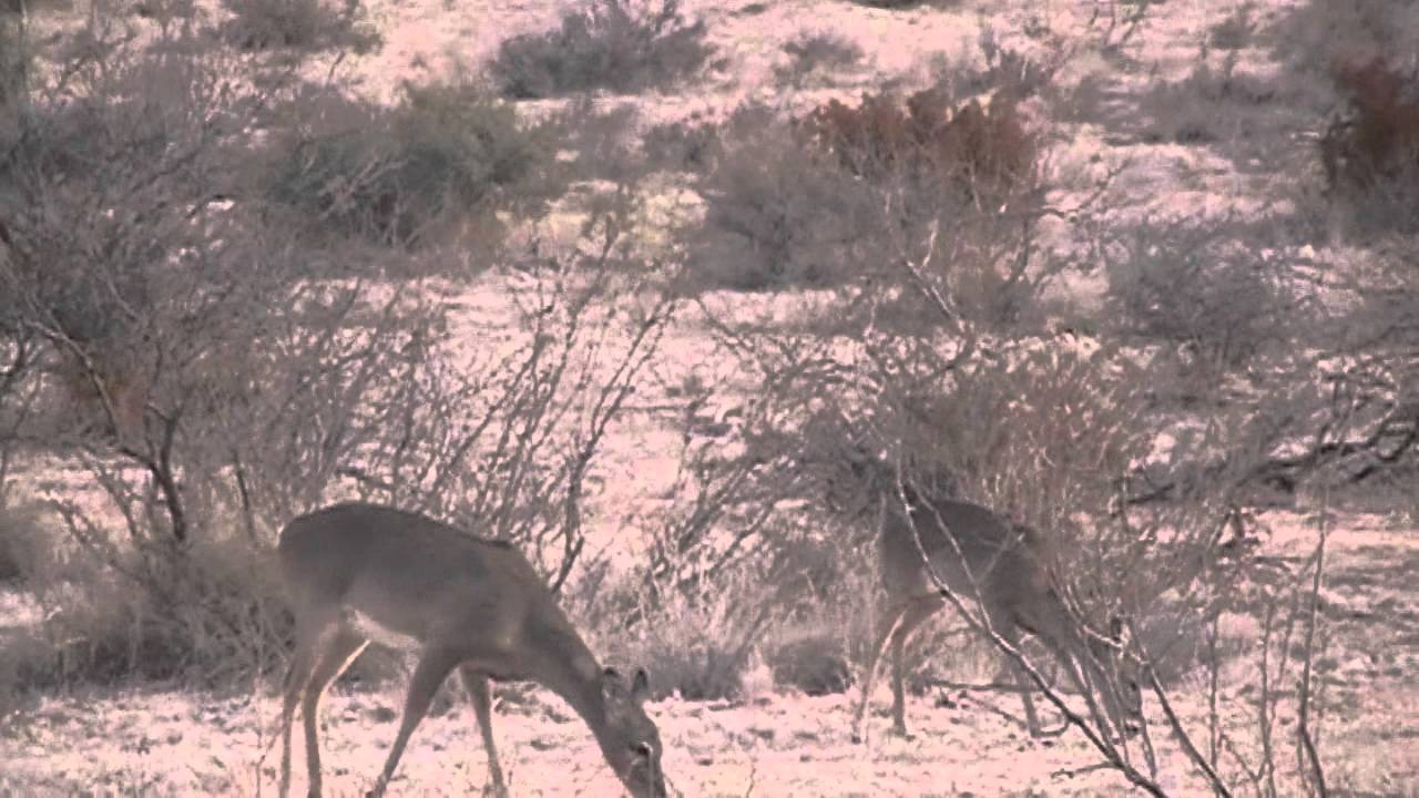 Deer 152012 Hunting Trip in Ozona, TX YouTube