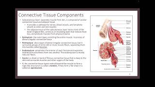 Muscular System Part 1