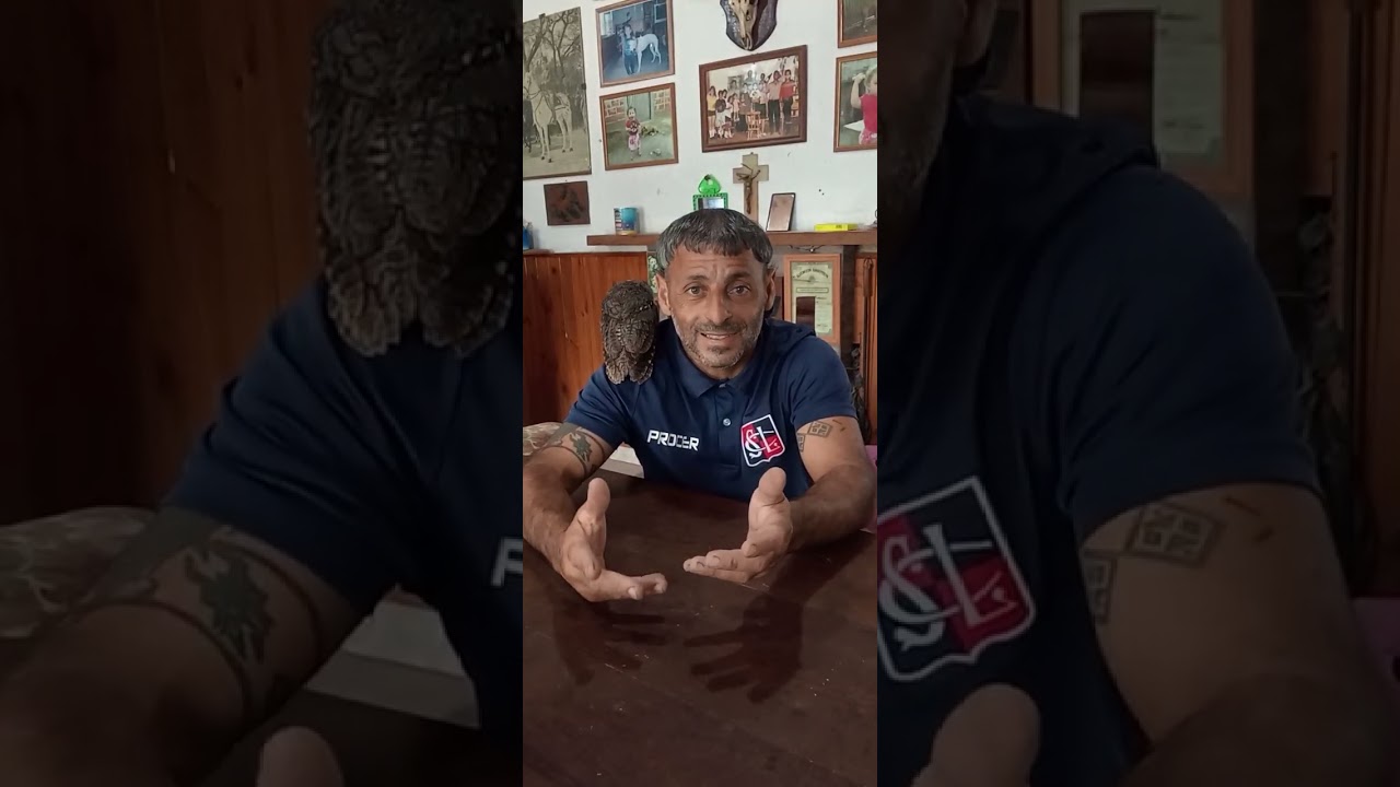 Buito alilicucu orejudo