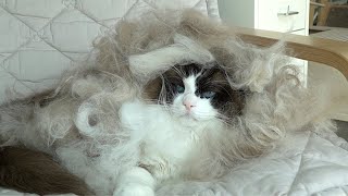 How Much Does a Longhaired Cat Shed in a Shedding Season?