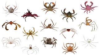 Species of Crab | PART 3 #Crabs #CrabFamilies