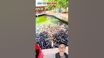 Làm giàu nhanh từ nuôi cá trê bể xi măng #farming