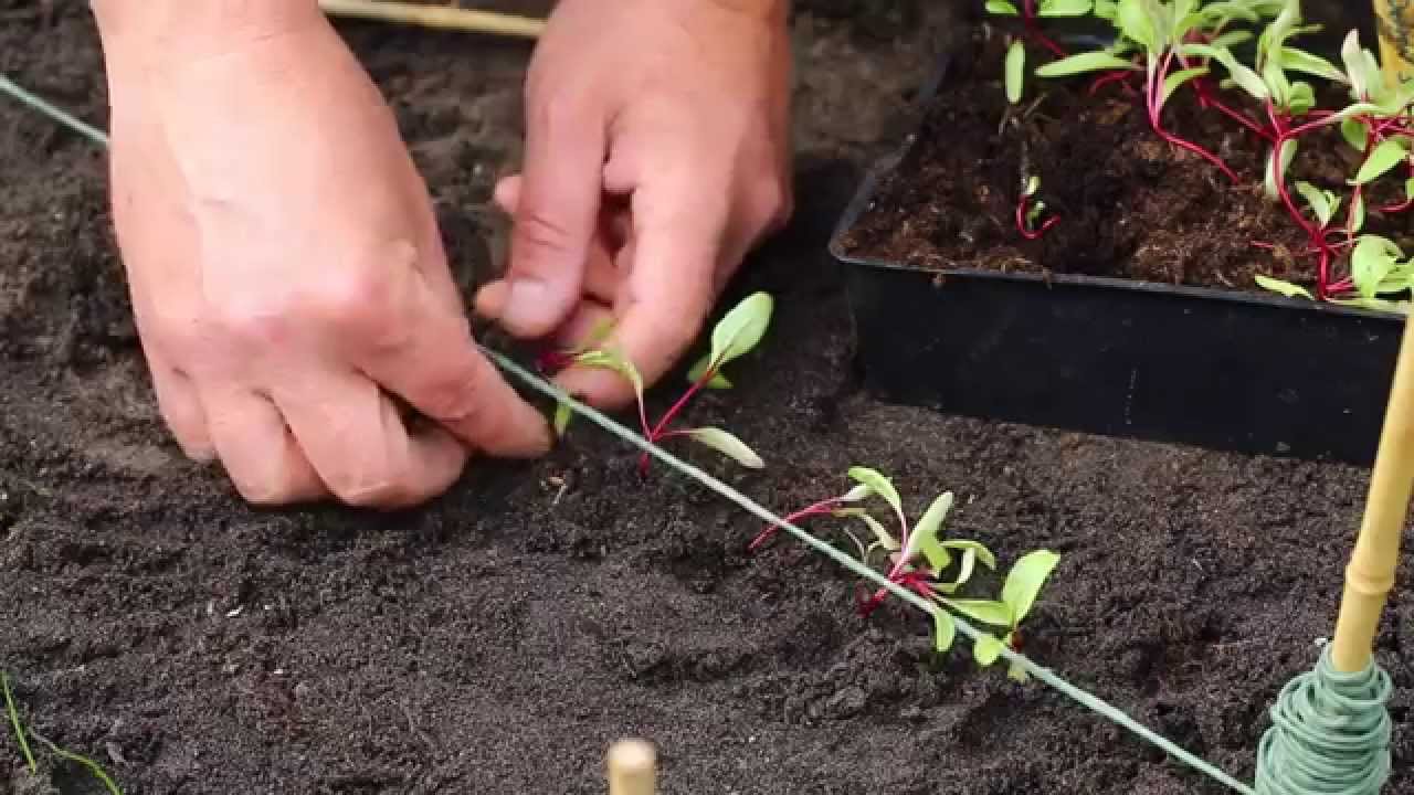 Petit Tamis Pour Semis - Graines Baumaux