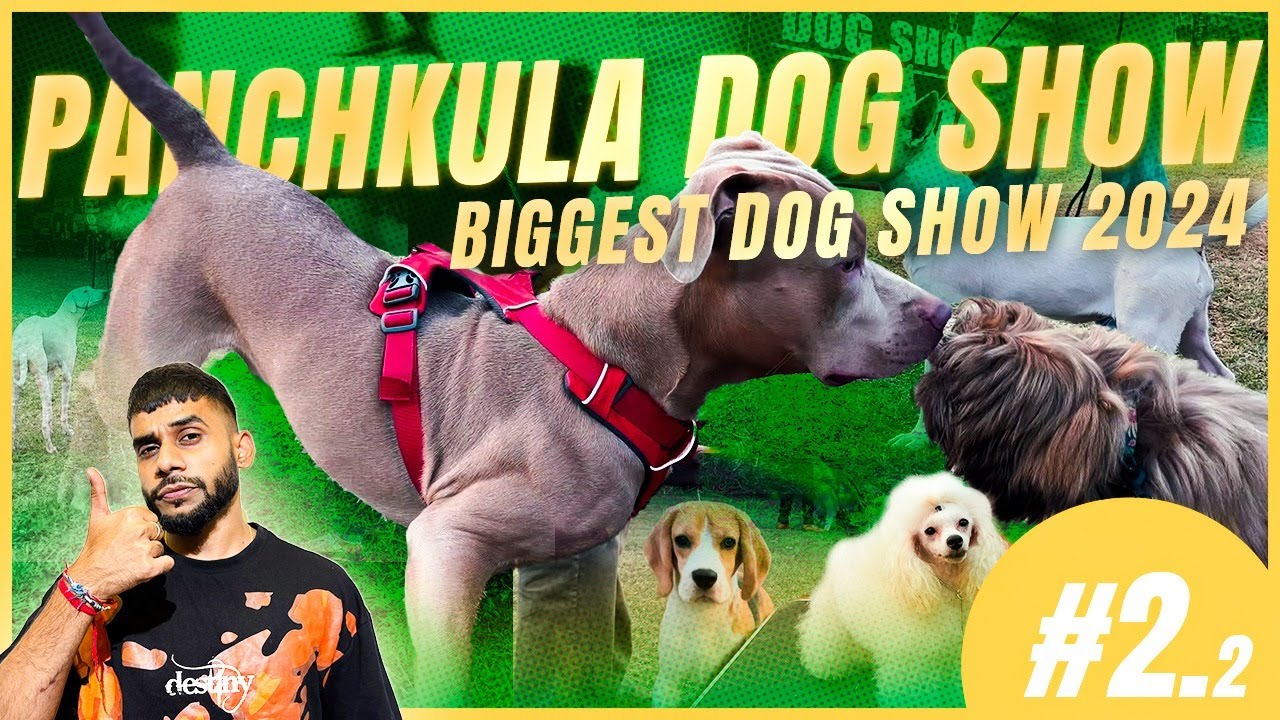 Panchkula Dog Show 2024 | Part 2 | Biggest Dog Show in Haryana - Dog ...