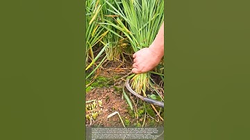 A great tool for quickly harvesting vegetables #smartfarming #gardeningtips #agriculture