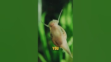 Too many snails in your tank can be a frustrating, try this! 🐌 #aquarium #snails #aquariumhobby