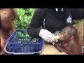 Didik the orangutans first day at baby school