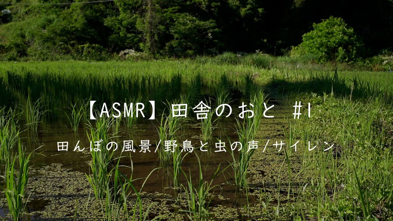 【ASMR】田舎のおと #1   田んぼの風景/野鳥と虫の声/サイレン