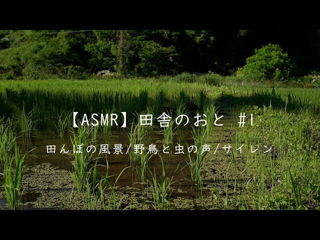 【ASMR】田舎のおと #1   田んぼの風景/野鳥と虫の声/サイレン