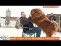 Boss, cel mai tare Mastiff Tibetan din lume. Acesta are sofer si masina personala