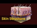 Understanding the Structure and Functions of the Skin