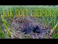 Как поет полевой сверчок)