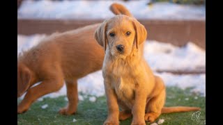 Puppy Series Offering Behaviors by Dog Training 360 24 views 11 months ago 17 minutes
