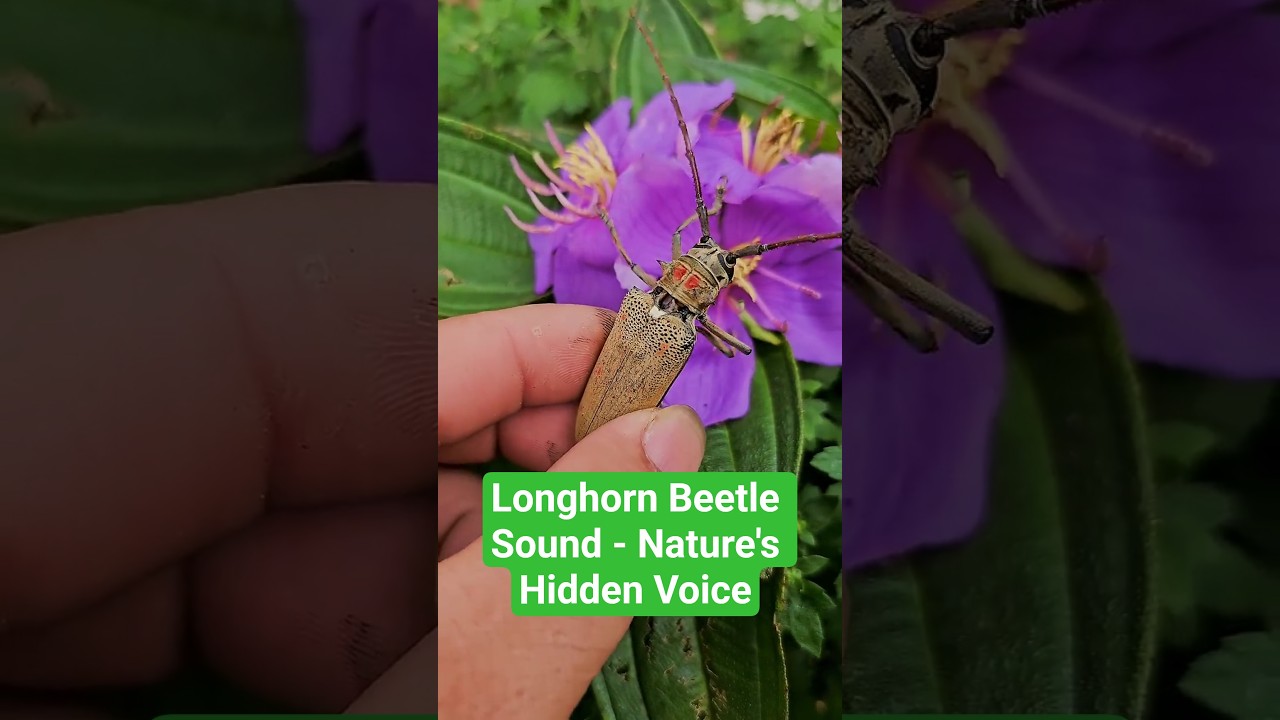 Longhorn Beetle Sound - Nature's Hidden Voice 