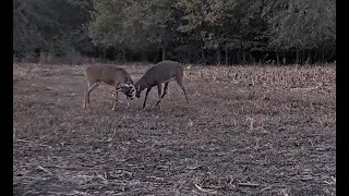 L Cam - Ucontrol The Cam And Feed The Deer With Superchats.