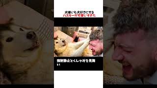 犬嫌いも犬好きにするハスキーが可愛いすぎたwwwww