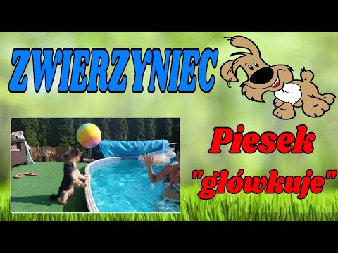 Piesek "główkuje"