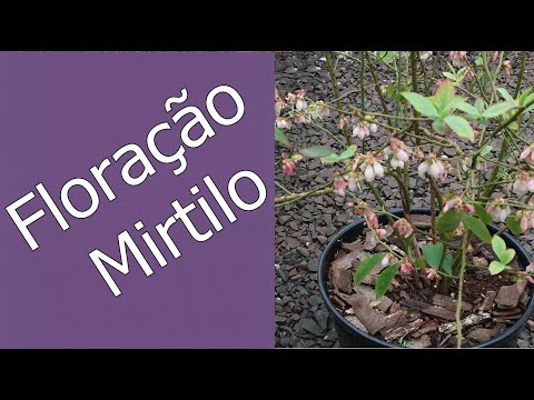 Vídeo: Como O Abeto Floresce? 13 Fotos Características Da Floração Do Abeto Norueguês Na Primavera. Com Que Frequência E Em Que Mês Floresce Com Cones Vermelhos?