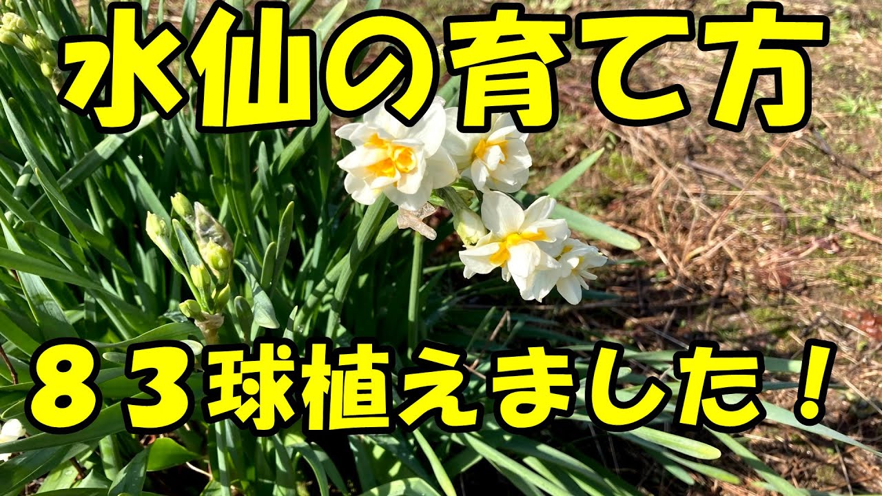 水仙の育て方 How To Grow Daffodils Youtube