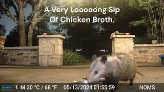 Little Mother Opossum Has A Very Long Slurp Of Chicken Broth