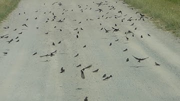 Tree Swallow Swarm