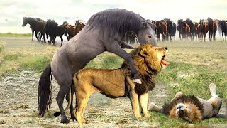 A Herd Of Wild Horses United To Escape The Clutches Of A Lion. Let's See How They Do?